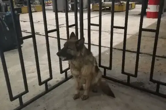 Потерян немецкий пёс на Юшкова 33 в Чите