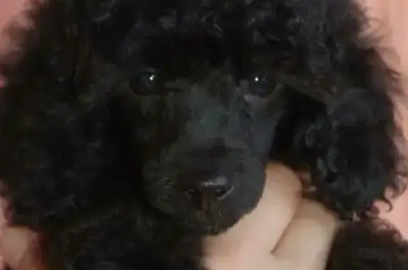Пропала собака Пудель в Банниково-Александровском, Ростовская область