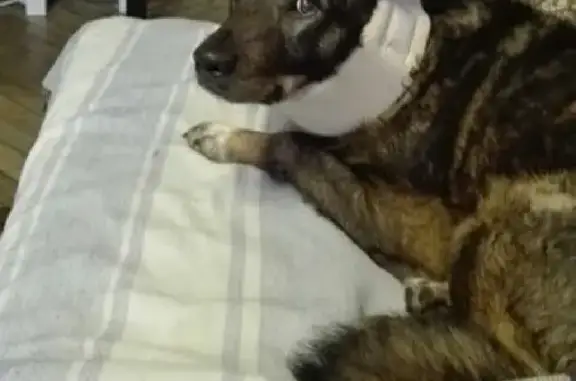 Собаки потеряшки, Санкт-Петербург, фото: Потеряшка собака Марик на улице Турку, СПб