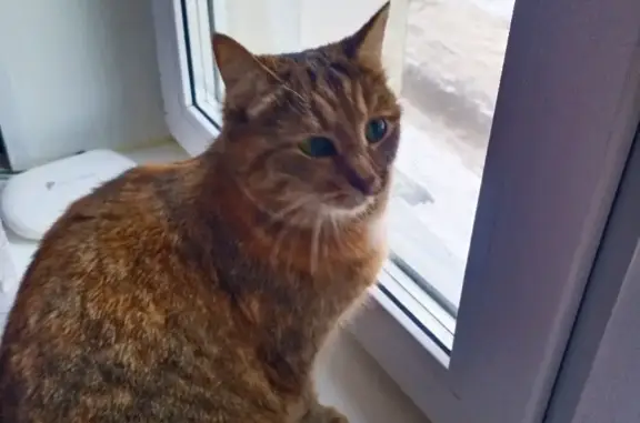 Найдена ласковая кошка на ул. Плеханова в Москве