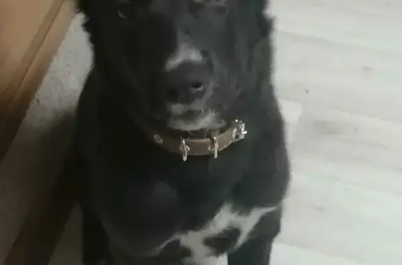 Потерянные животные Новокузнецк, фото: Пропала собака на ул. Климасенко, Новокузнецк