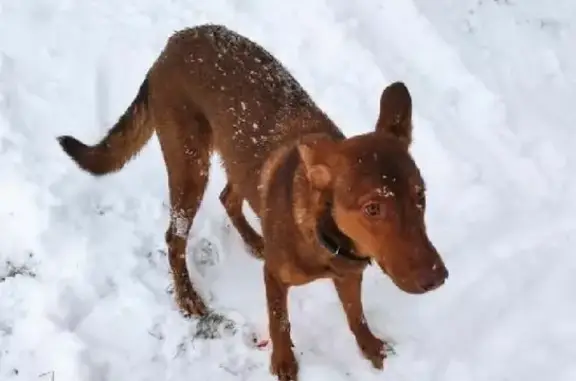 Найдена собака на Полынковской, ищем хозяина