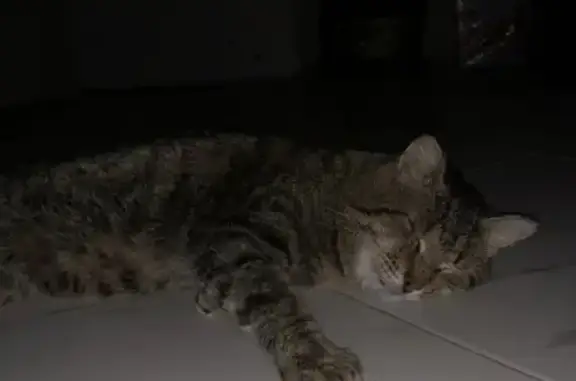 Кошки потеряшки, Пермь, фото: Потеряшка кошка без хвоста на Краснозаводской, 31