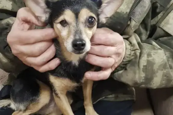 Найдена мелкая собачка на Нижегородской, 276