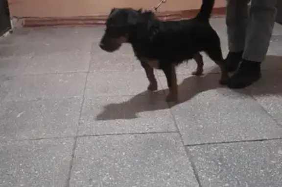 Собака Кобель найдена на Вогульской, 54