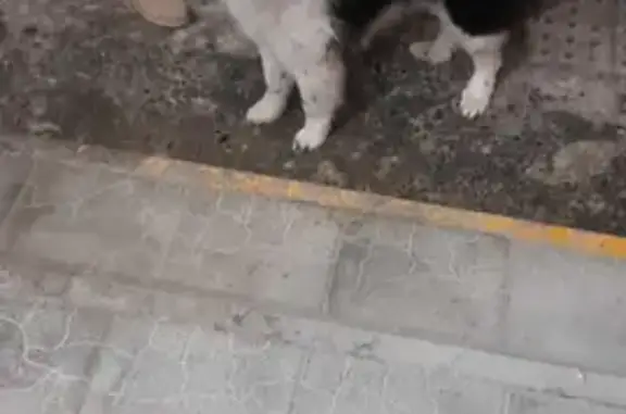 Собака найдена у Магнита на Танкосторителей, Нижний Тагил