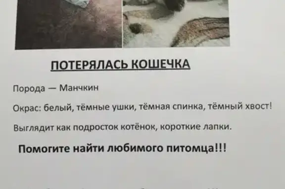 Пропала кошка Кошечка, Солнечная улица 7Б, Северск