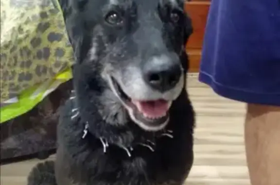 Найдена черная собака возле магазина Чижик на Егорьевском шоссе
