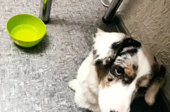 Найдена собака, Санкт-Петербург, фото: Найдена собака с разными глазами на ул. Тамбасова, 10