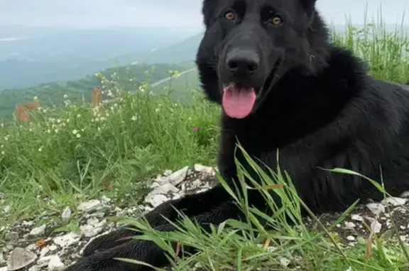 Собаки потеряшки, Кирилловка, фото: Потеряшкаи 2 немецких овчарки в Кирилловке, ул. Путевая