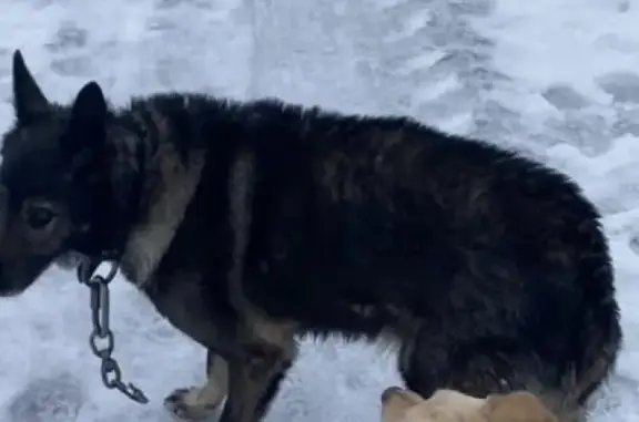 Собака потерялась в СНТ Финеево, Владимирская область