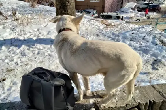 Найдена белая собака на пр. Красного Знамени, 43