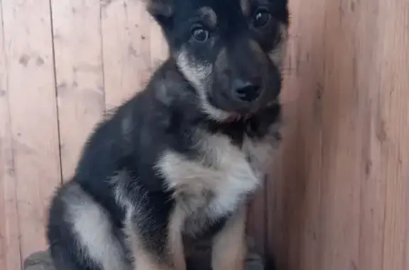 Собака найдена на улице Ленина в Горно-Алтайске