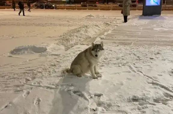 Собака найдена на ул. Бабушкина, СПб.