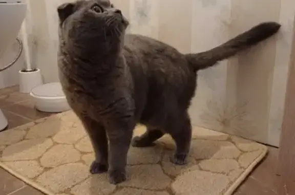 Найден кот в СНТ Ветеран-Марусино, Московская область
