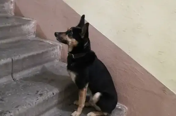 Найдена собака на улице Суворова, 17 в Томске