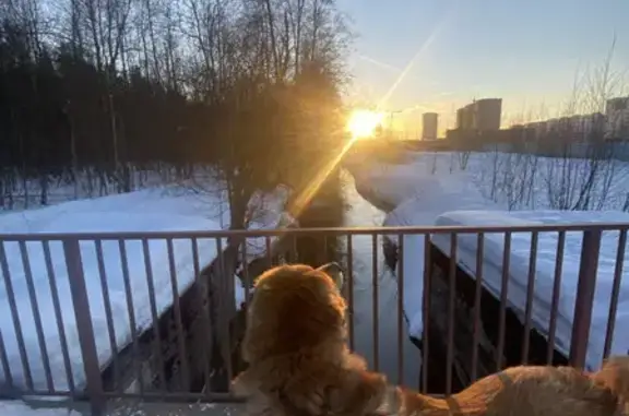 Собаки потеряшки, Санкт-Петербург, фото: Потеряшка собака Бася на Староорловской, СПб