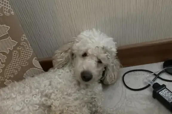 Найдена собака, Ростов-на-Дону, фото: Найдена белая кудрявая собака на Пржевальского 30Б