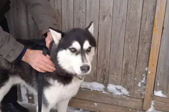 Собака Хаски найдена на улице Ленина.