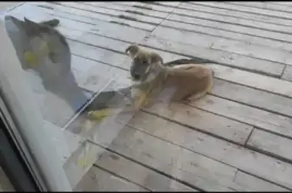 Пропала собака Рэй в Пос. Российский, носит жёлтый ошейник.