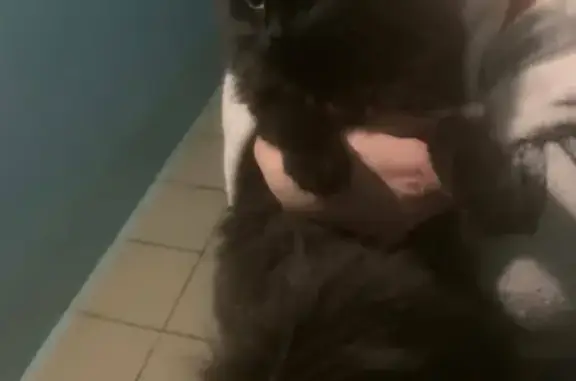 Найден черный котенок на Лазурной, 29