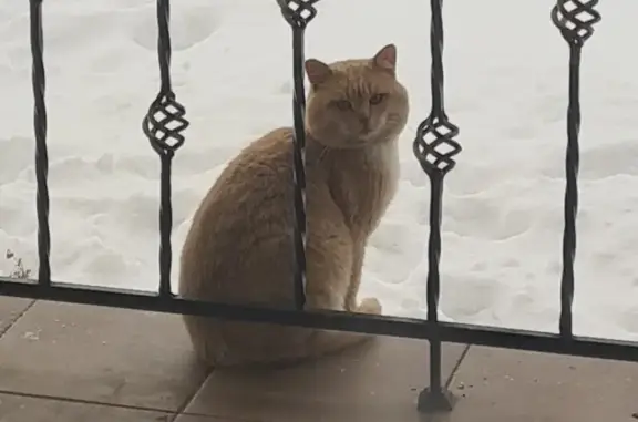 Найден пушистый персиковый кот на улице Маевка, Цибино