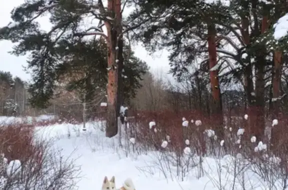 Пропала Западно-сибирская лайка с рыжим и белым ухом в Кировской области