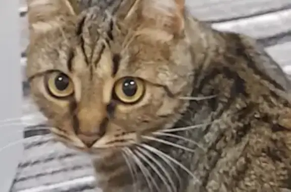 Пропала кошка в Шепси, Краснодарский край