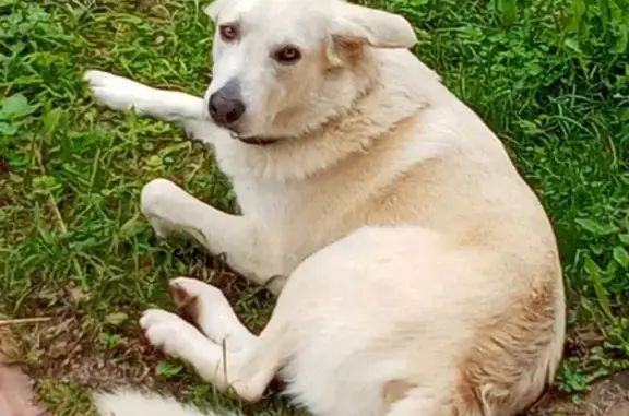 Пропала собака в деревне Паклино, бело-бежевый окрас, 4 года