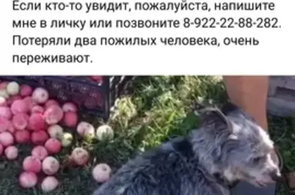 Пропала собака на улице Трубачёва, 76