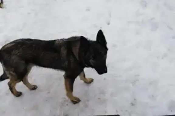 Пропала собака в Рыболово: чёрный кабель с ошейником цвета хаки 46К-5310