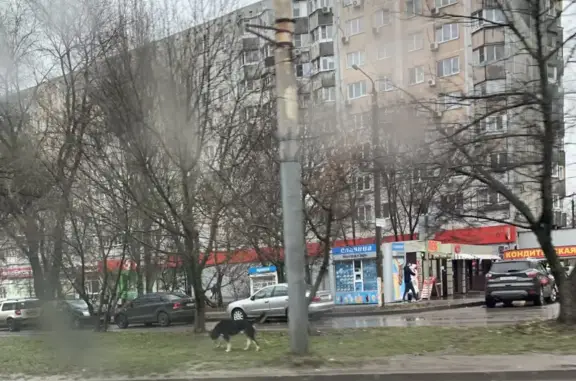 Найдена собака в Октябрьском районе, Ростов-на-Дону