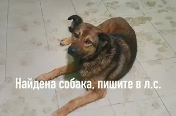 Найдена коричневая собака на ул. Фатьянова, 2А, Владимир