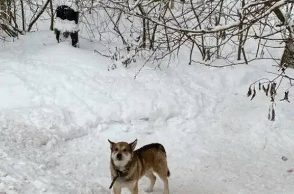 Найдена собака в Черноголовке