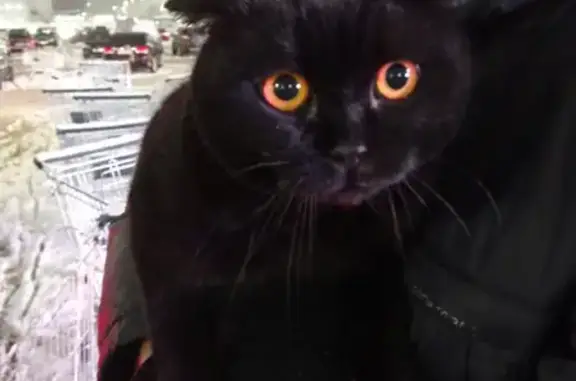 Найден крупный черный кот с апельсиновыми глазами в ТЦ Глобус, Владимир.