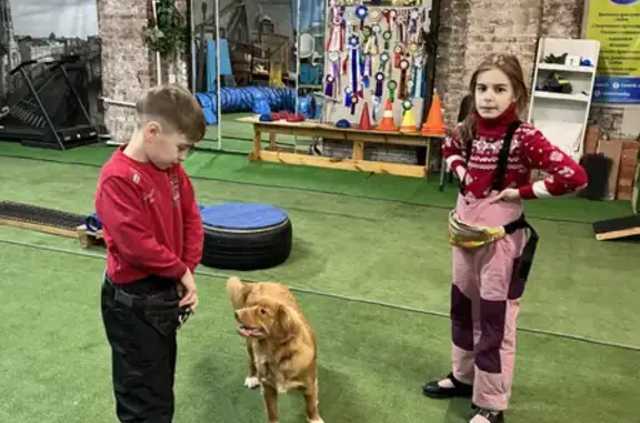 Собаки потеряшки, Санкт-Петербург, фото: Потеряшка рыжая собака толлер на ул. Коллонтай, 32 к1, СПб