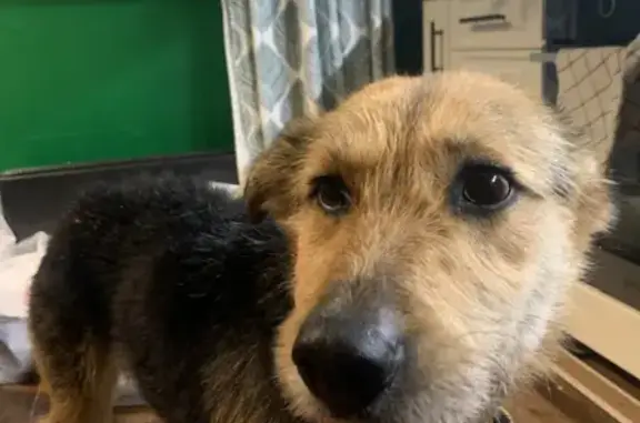 Найдена собака в Алтуфьево, Бибирево