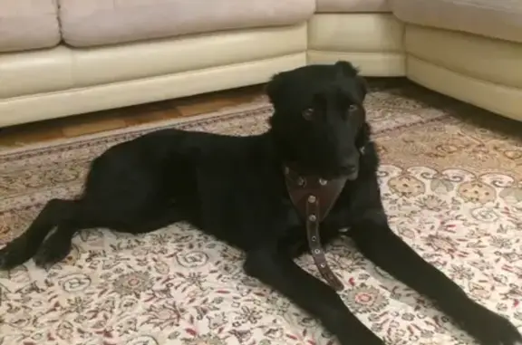Найдена собака на Московском тракте, Тюмень