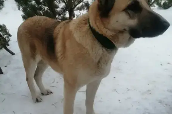 Собака найдена в Стрельцах, улица Дружба.