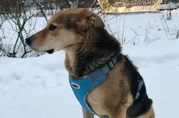 Пропала собака Барри в Москве, СВАО, у парка Яуза