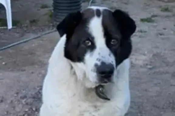 Пропала собака Метис алабая на Павловской улице