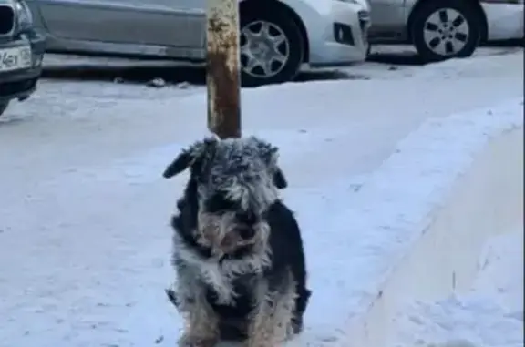 Пропала собака в Иркутске, порода цвергшнауцер, номера телефонов для связи.