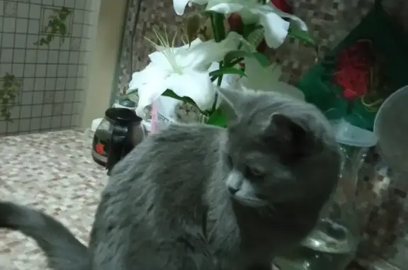 Пропала кошка на Фабричной, Екатеринбург