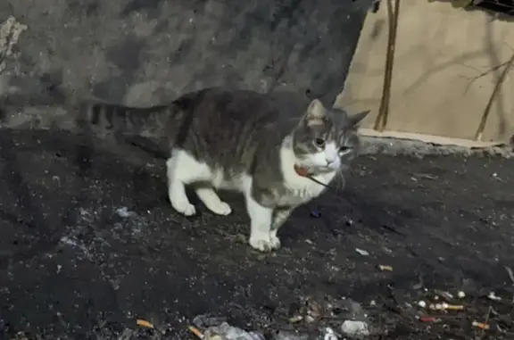 Найдена кошка на Краснопутиловской, дом 89 в СПб