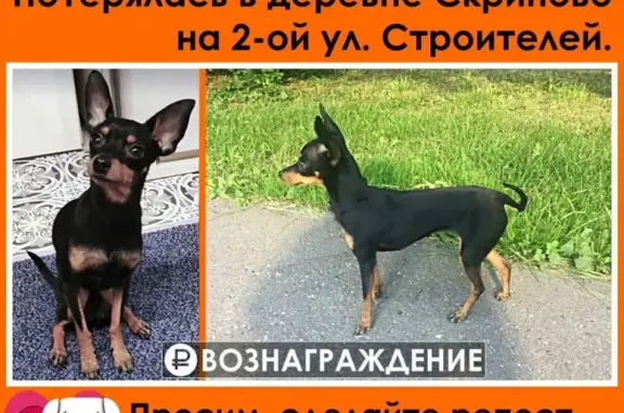 Пропала собака Боня, деревня Скрипово, Тульская область.