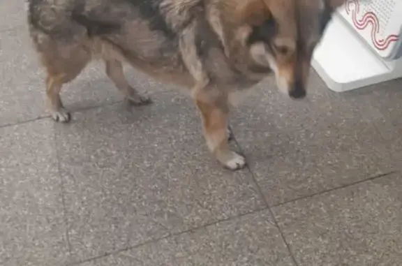 Собака найдена в метро Ховрино, ул. Дыбенко, 7