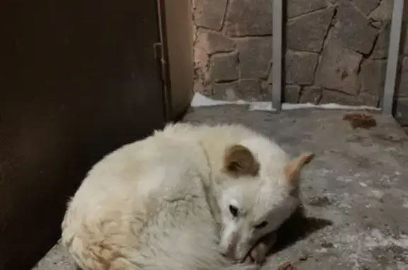 Найдена собака на Революционной улице в Уфе