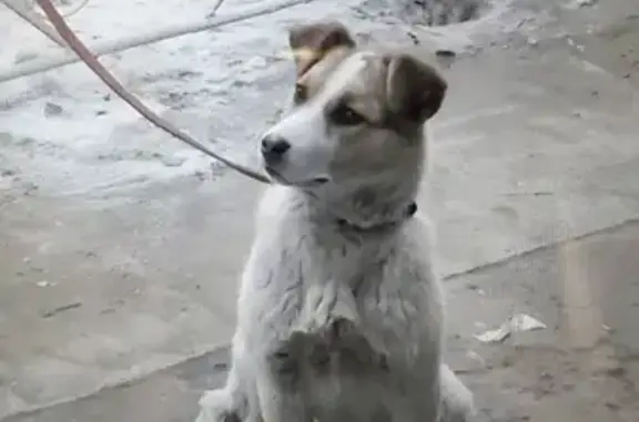 Пропала собака Дина на Парковой ул. 20 в Минусинске