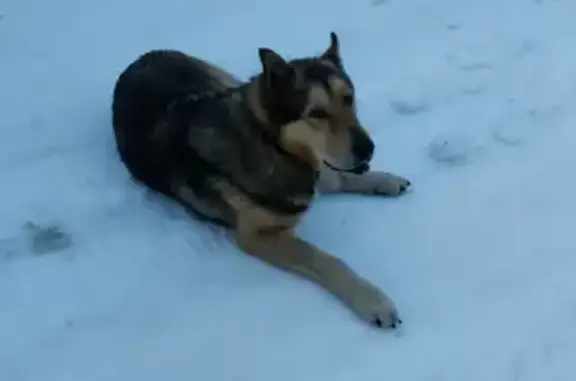 Собака Кобель найдена в Стулово: бежевый с черным цвет, зелёный ошейник.