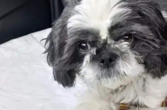 Собаки потеряшки, Нижний Новгород, фото: Потеряшка собака Ши тцу, Стригинский пер., 42, Н. Новгород